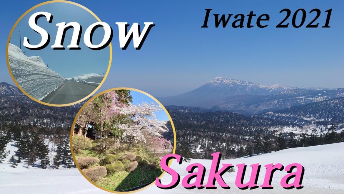【Snow Corridor and Sakura in Iwate】First day of trip to Northern Japan 2021