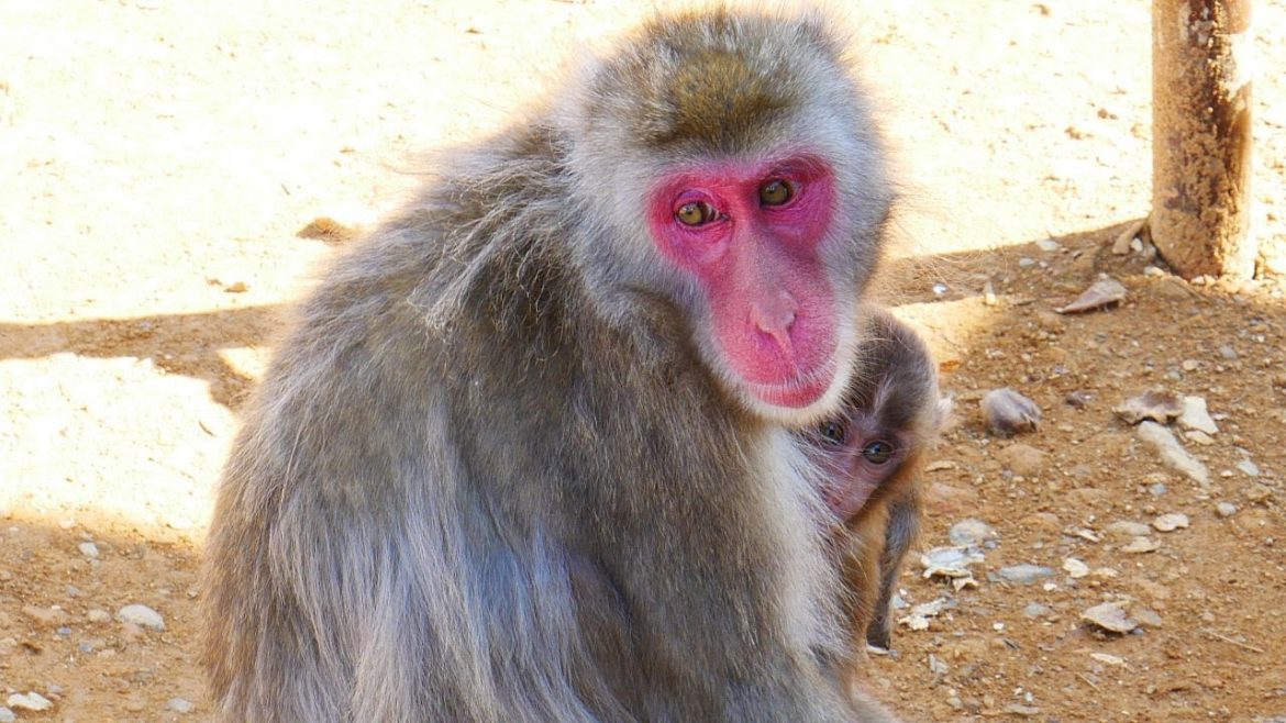 Arashiyama in Kyoto * Dani Travel TV