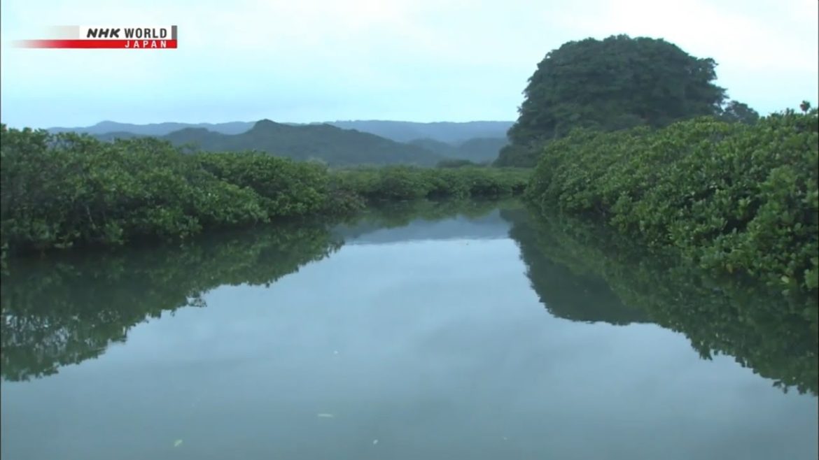 NHK - Inspiring Landscapes : Summer on Tanegashima Island (2020)