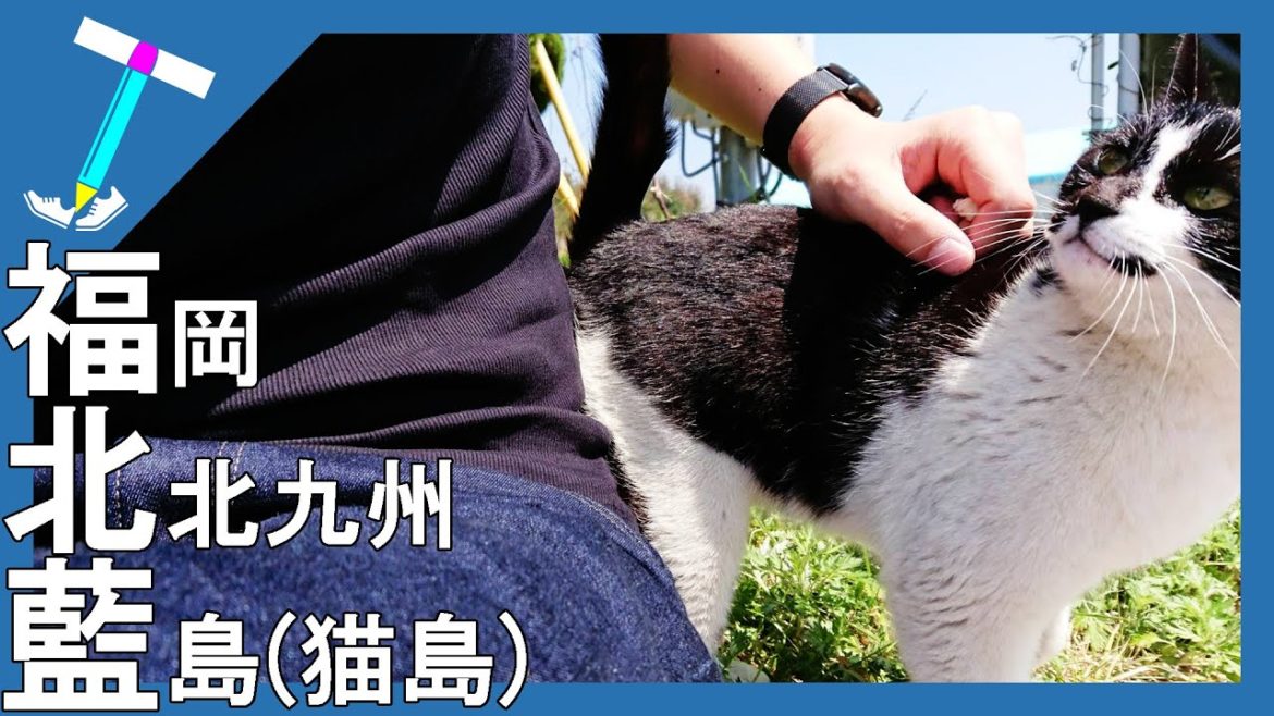 (Vlog/Cat Island)I've been playing with friendly whimsical cats on Nekojima(Fukuoka Japan) (Vlog/Cat Island)I've been playing with friendly whimsical cats on Nekojima(Fukuoka Japan)