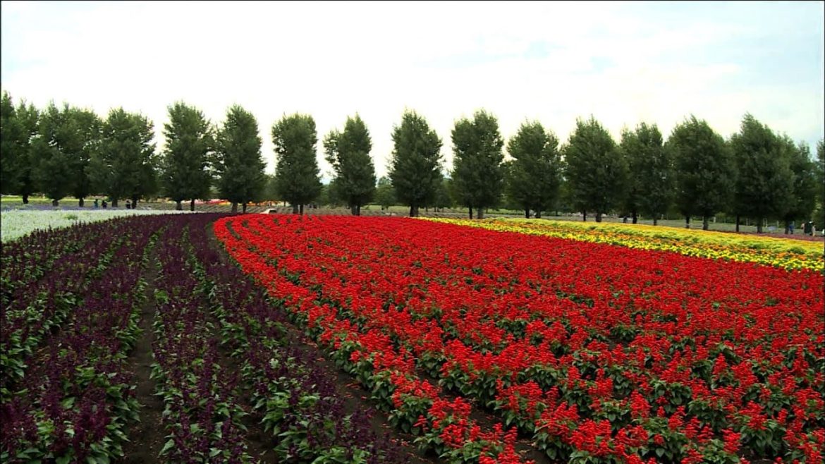 일본 팜토미타 (라벤더)