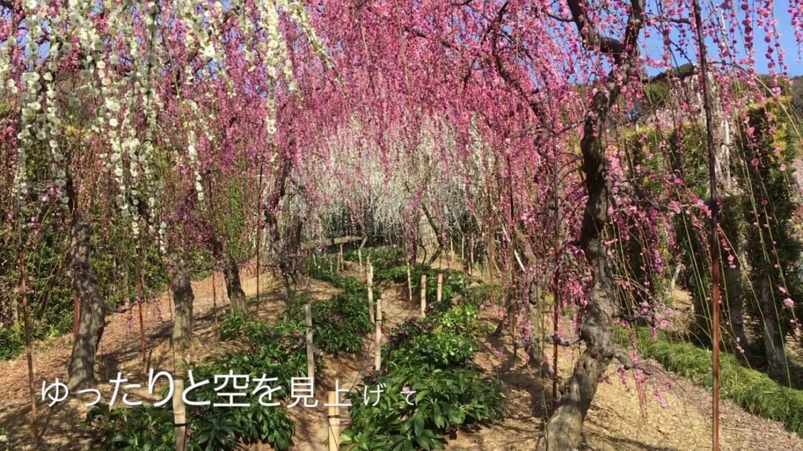 一度は通りたい！『しだれ梅のトンネル』舘山寺・昇竜しだれ梅園【we love 浜松】 #Shorts