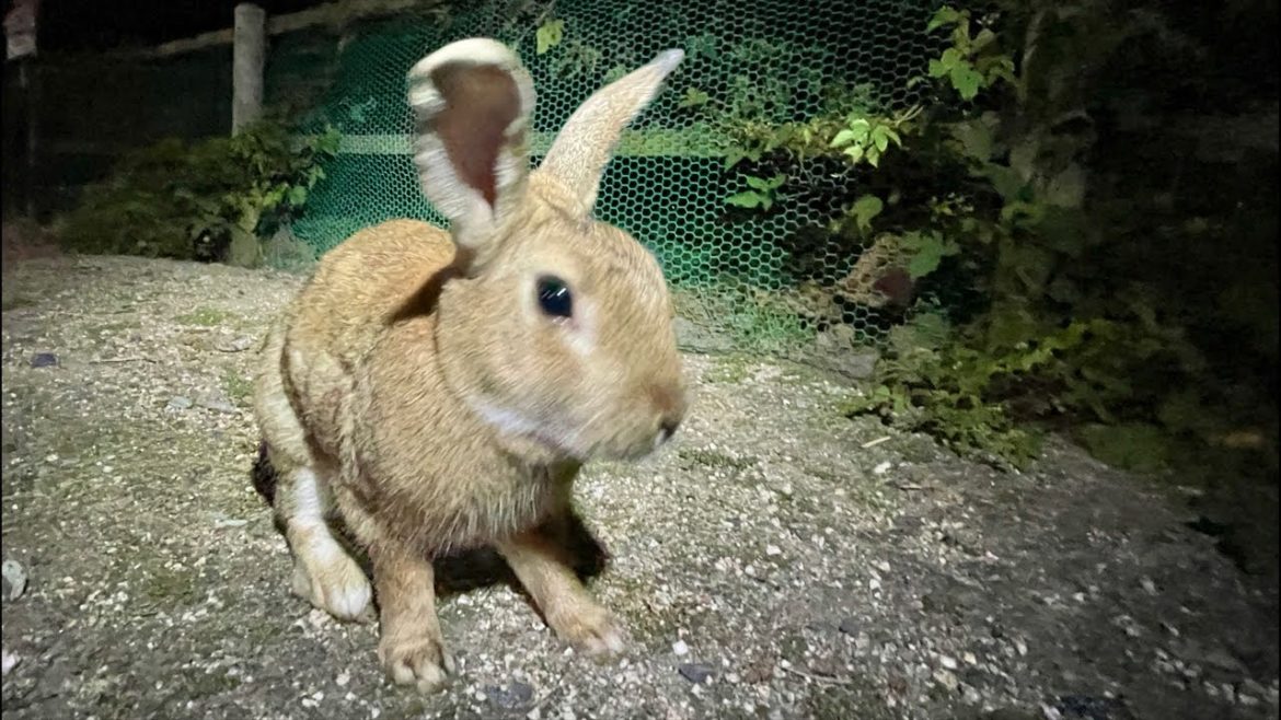 Japan’s RABBIT ISLAND Night Safari | Okunoshima Japan’s RABBIT ISLAND Night Safari | Okunoshima