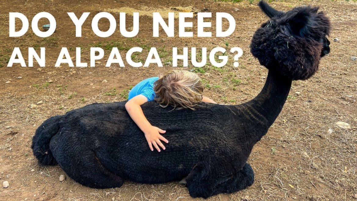 Feeding, Petting, and Alpaca Hugs at Maui Alpaca Farm Tour | Receive 10% Off the Paniolo Picnic!