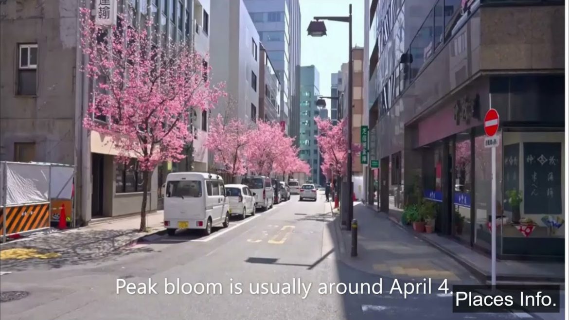 4k Walking Tour Of The Cherry Blossoms Sakura, Kiba Tokyo Japan | Tokyo Cherry Blossoms