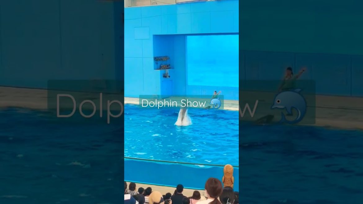 Dolphin 🐬 Show @Trippy Tokyo  #shorts #japan #日本 #travel