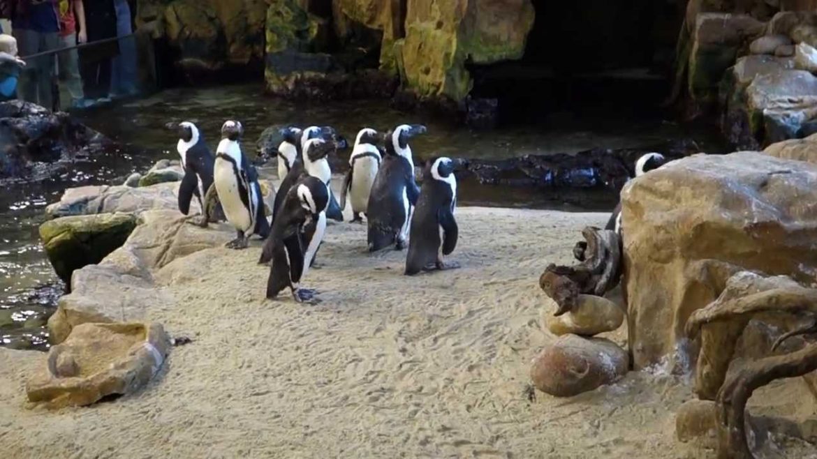 Penguin feeding at the Two Oceans Aquarium, Cape Town