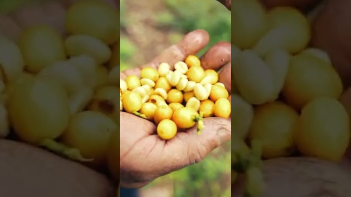 This is how Brazilian coffee is harvested #shorts #coffee #harvest #howitsmade #foodinsider This is how Brazilian coffee is harvested #shorts #coffee #harvest #howitsmade #foodinsider