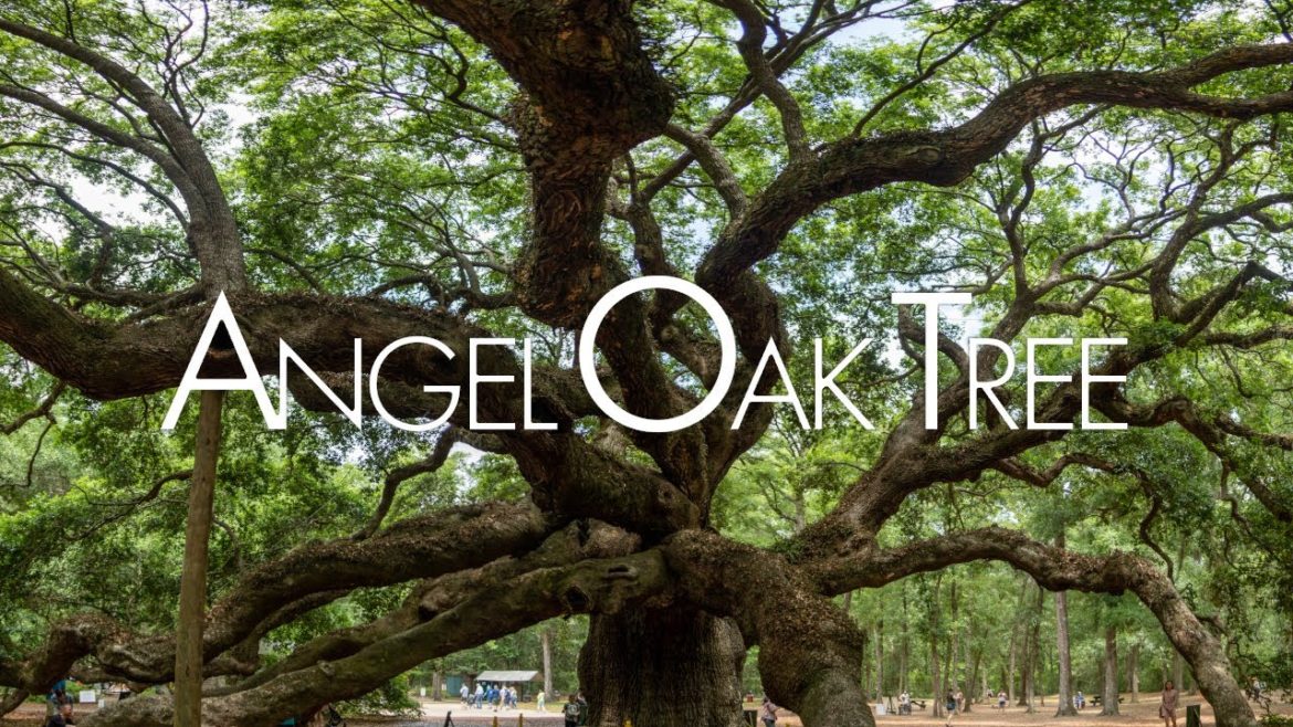 Angel Oak Tree [A Photography Tour of Charleston]