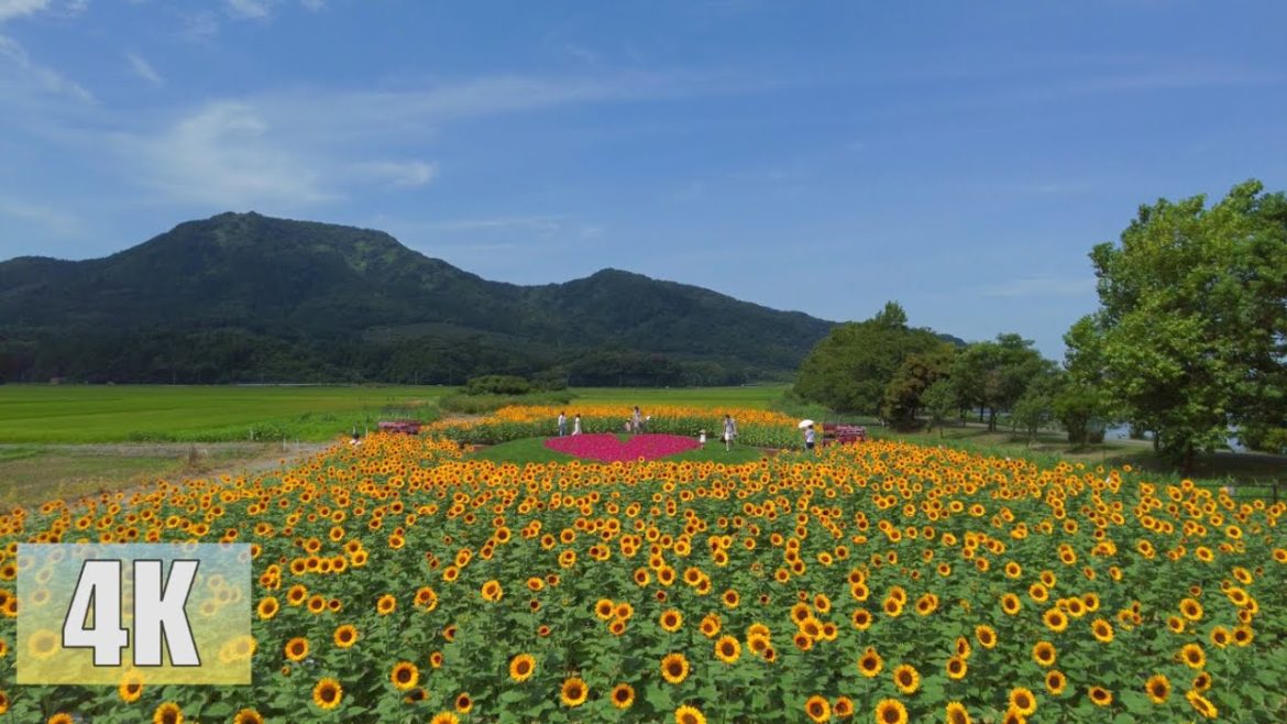 4K Strolling in the sunflower field at Uwasekigata Park 22/08/06