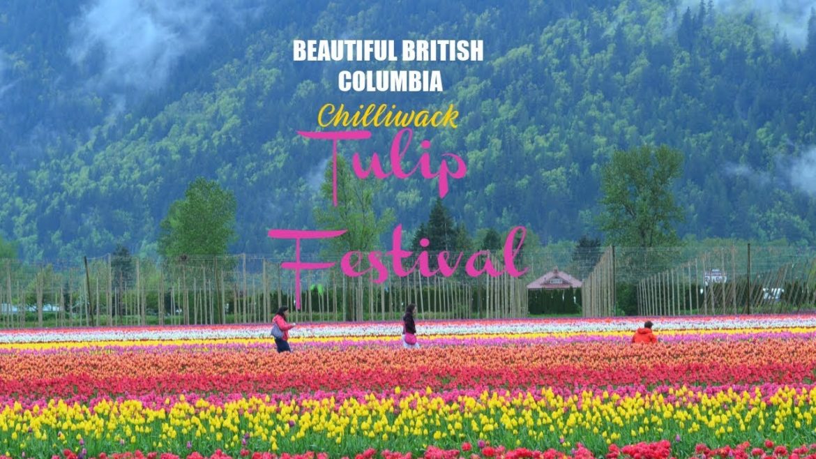 Chilliwack Tulip Festival