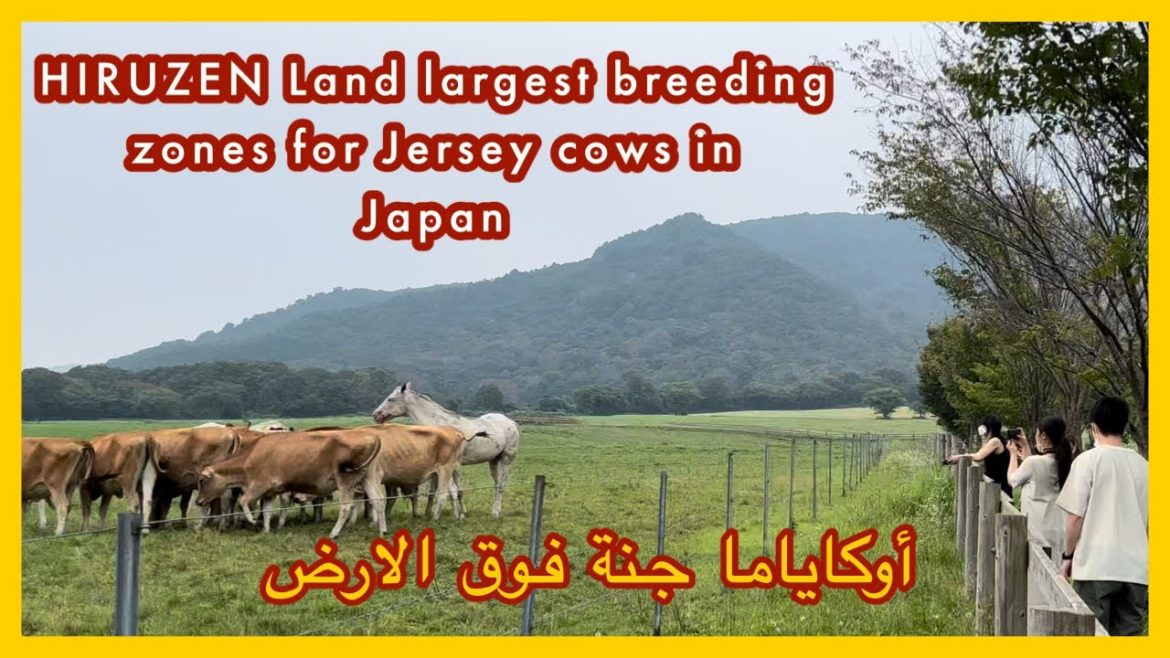 HIRUZEN Land largest breeding zones for Jersey cows in Japan | هيروزين أوكاياما جنة فوق الارض HIRUZEN Land largest breeding zones for Jersey cows in Japan | هيروزين أوكاياما جنة فوق الارض