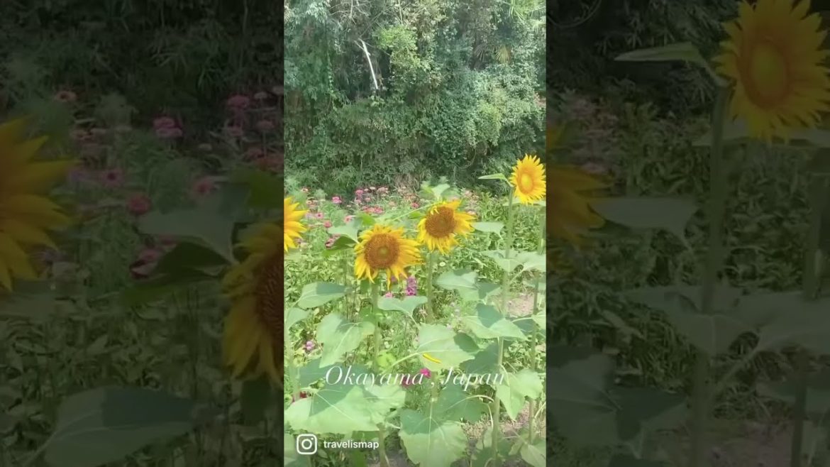 【ゆる動画】おかやま夏旅