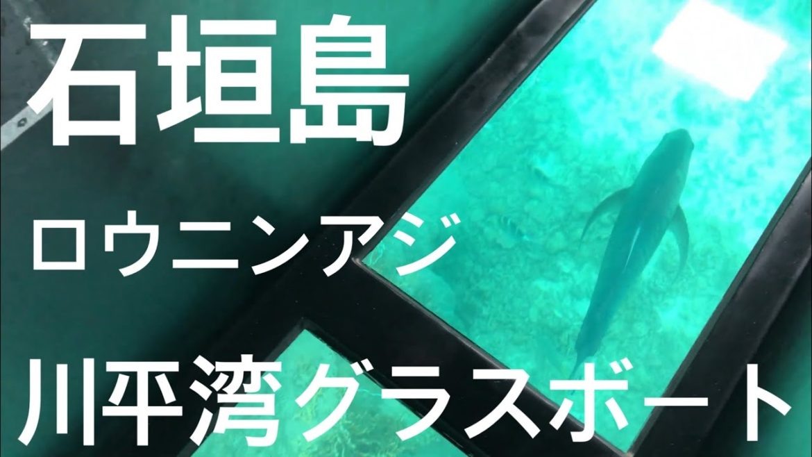 石垣島 旅行 7「川平湾 グラスボート ロウニンアジ 珊瑚礁」観光 トラベル 沖縄 西表島 竹富島 由布島 黒島 小浜島 波照間島 ちゅらさん 水牛 島の駅 カビラガーデン カビラマリンサービス 石垣島 旅行 7「川平湾 グラスボート ロウニンアジ 珊瑚礁」観光 トラベル 沖縄 西表島 竹富島 由布島 黒島 小浜島 波照間島 ちゅらさん 水牛 島の駅 カビラガーデン カビラマリンサービス