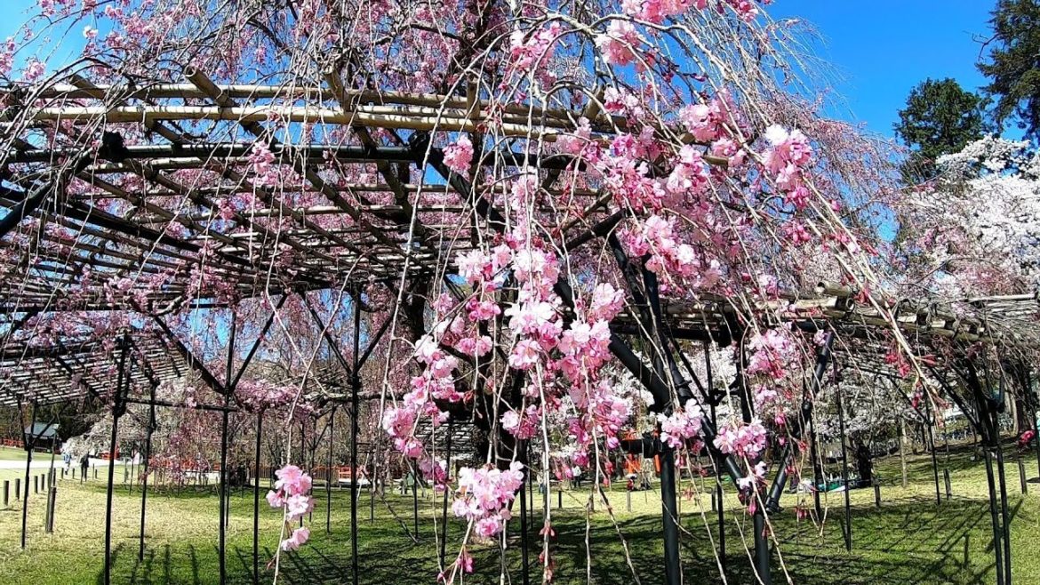 Japan Walking #36 Kamigamo Shrine Sakura