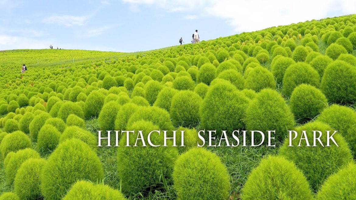 Hitachi Seaside Park 2022 mid-summer.真夏のひたち海浜公園 #八重ひまわり Hitachi Seaside Park 2022 mid-summer.真夏のひたち海浜公園 #八重ひまわり