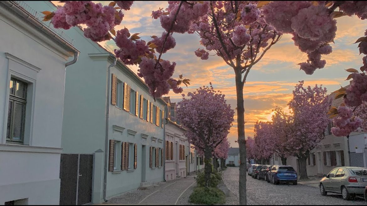Sunrise Dream Walking - One hour walk with the artist in the blooming Werder Havel around the island