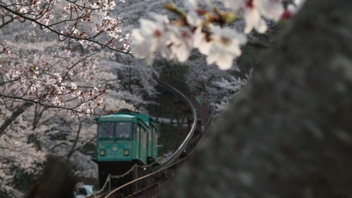Tōhoku Cherry Blossoms - Funaoka, Miyagi