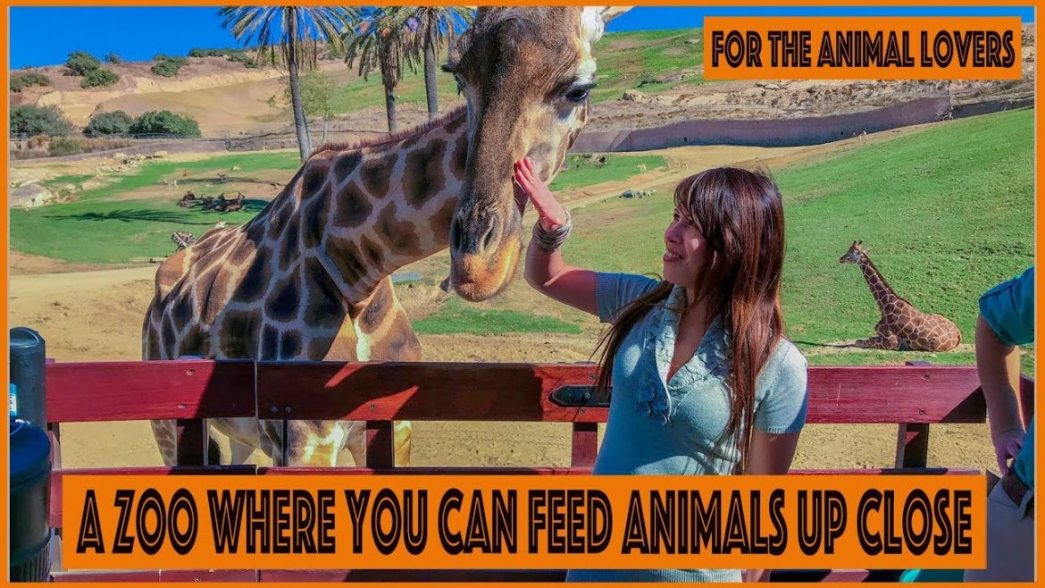 Feeding animals up close in the Safari tour