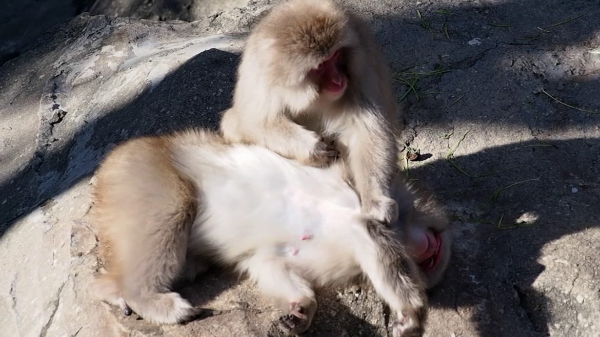 Japan Trip 2015: Tokyo- Part 3 (Ueno Zoo)