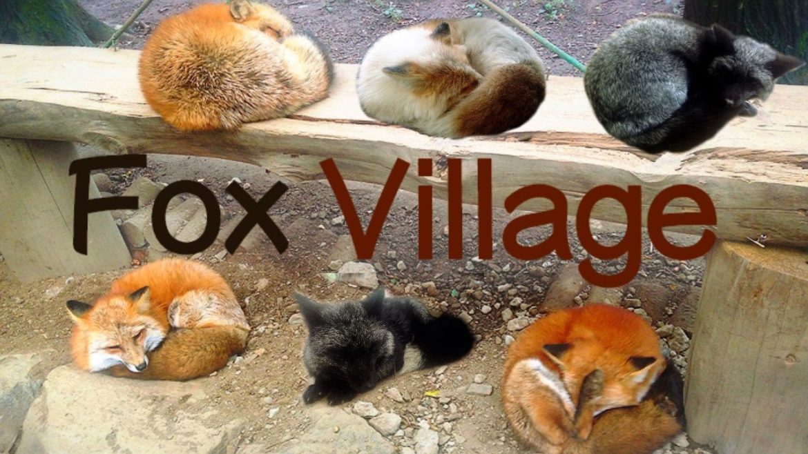 Fox Village in Miyagi, Japan // キツネ村  (2016) !