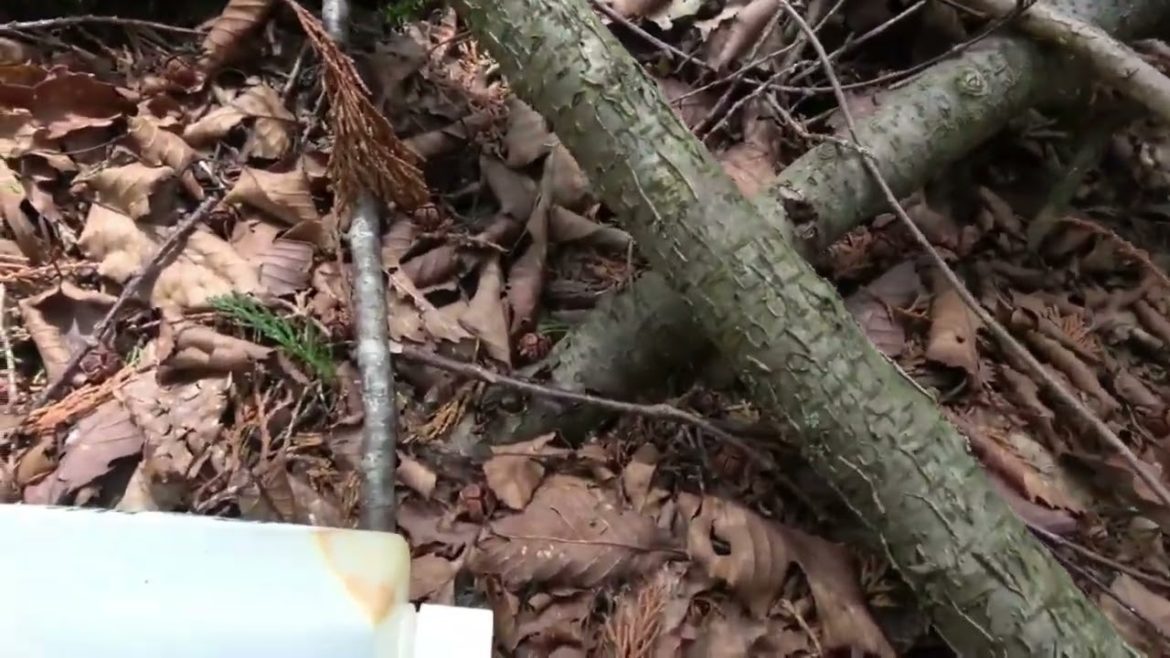 Aokigahara  ( Warning disturbing content and Flashing lights )