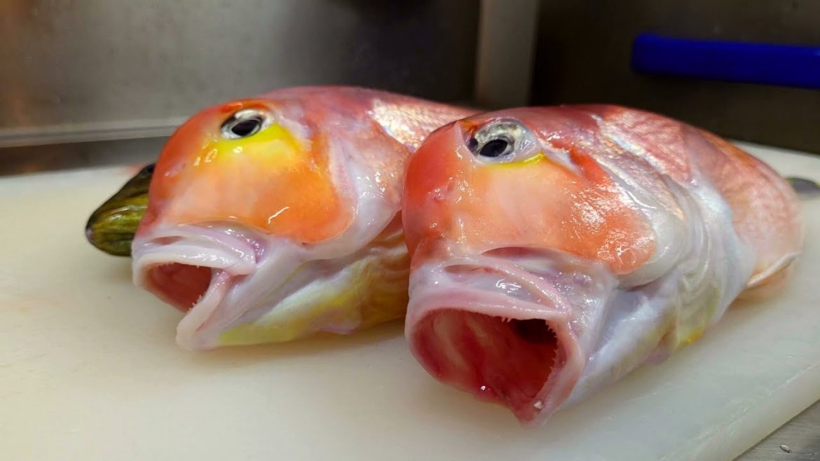 【職人技】甘鯛とイサキが旨い寿司になるまで【ASMR】How to make Sushi with Tile fish and Grunt .Japanese cutting technique 【職人技】甘鯛とイサキが旨い寿司になるまで【ASMR】How to make Sushi with Tile fish and Grunt .Japanese cutting technique