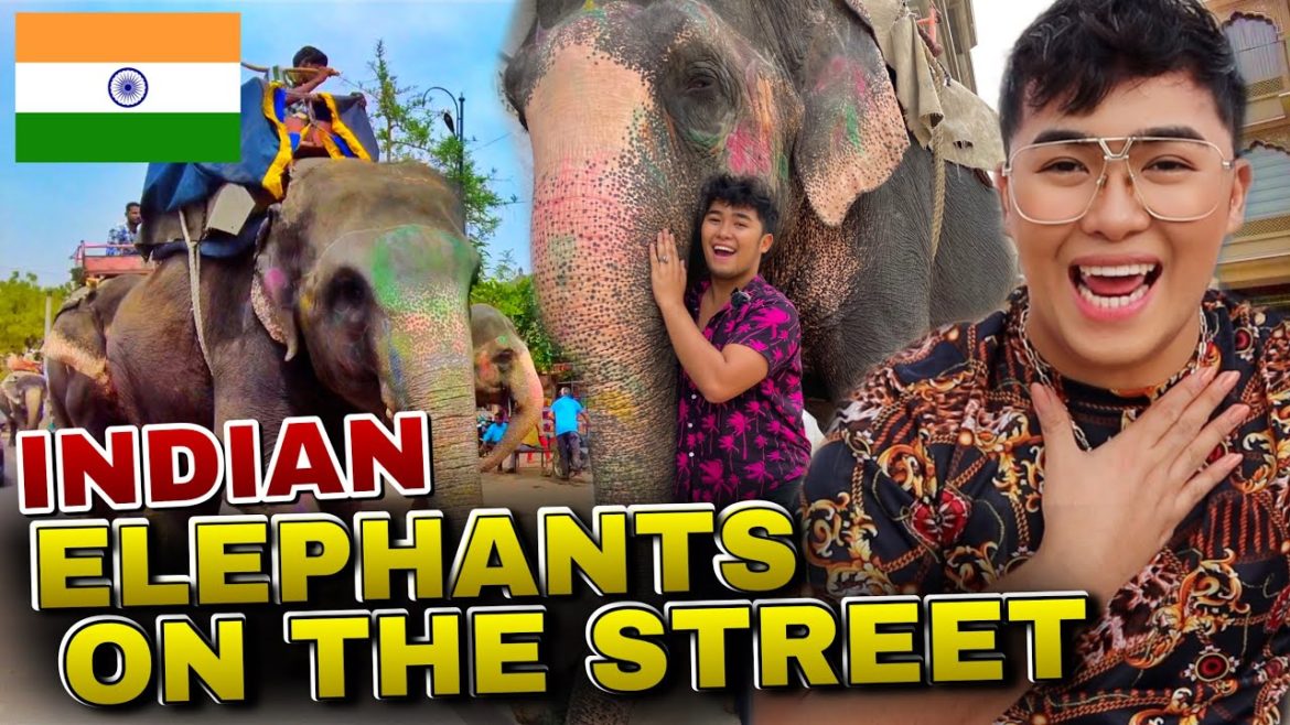 SHOCKING! ELEPHANTS ARE ON THE STREETS IN INDIA ๐ฎ๐ณ SHOCKING! ELEPHANTS ARE ON THE STREETS IN INDIA ๐ฎ๐ณ