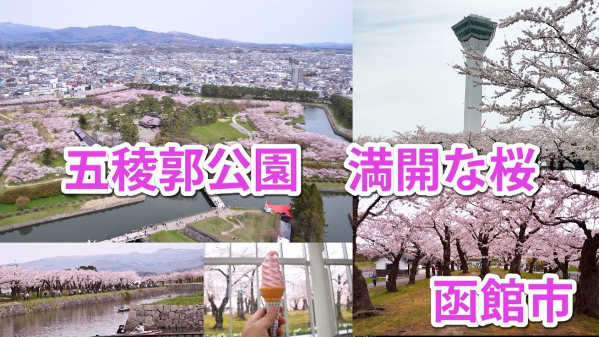 【北海道旅行】函館五稜郭公園の桜が満開。凄いの一言。五稜郭タワーからの一望の桜が楽しめます。最後はソフトクリーム。シェイクも登場Pemandangan Jepang yang luar biasa