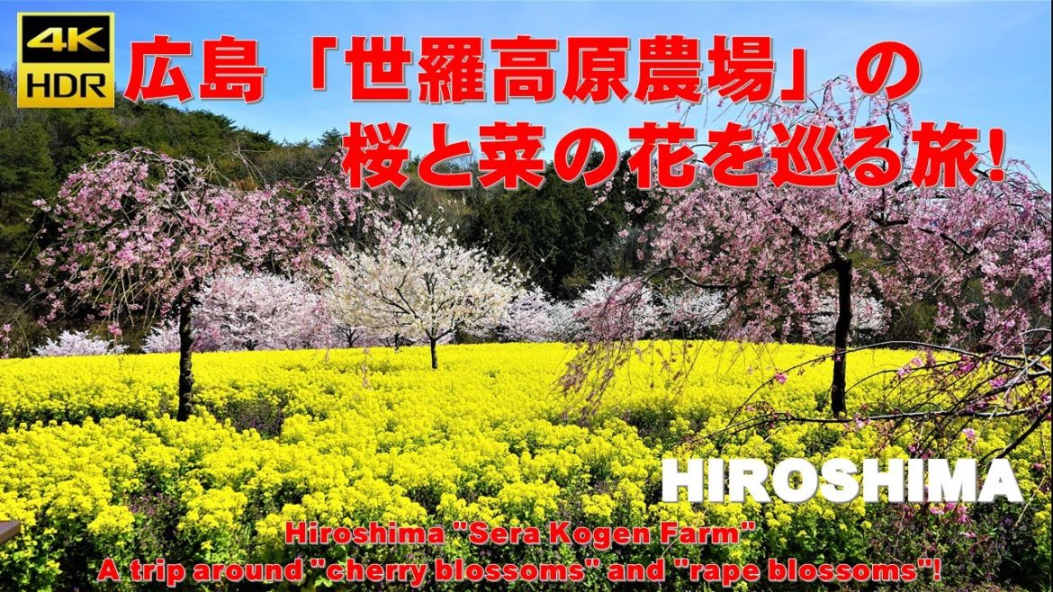 （４K）広島県『世羅高原農園』の桜・菜の花を巡る旅！