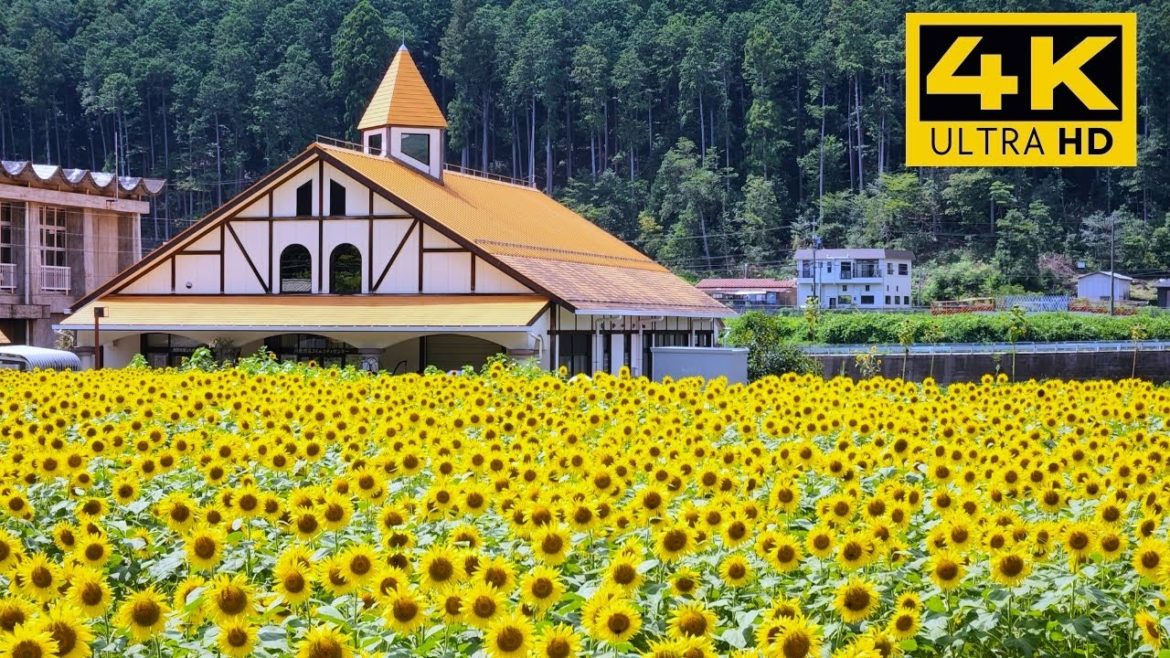洲原ひまわりの里 | Suhara Sunflower Village, Gifu – Japan 洲原ひまわりの里 | Suhara Sunflower Village, Gifu - Japan