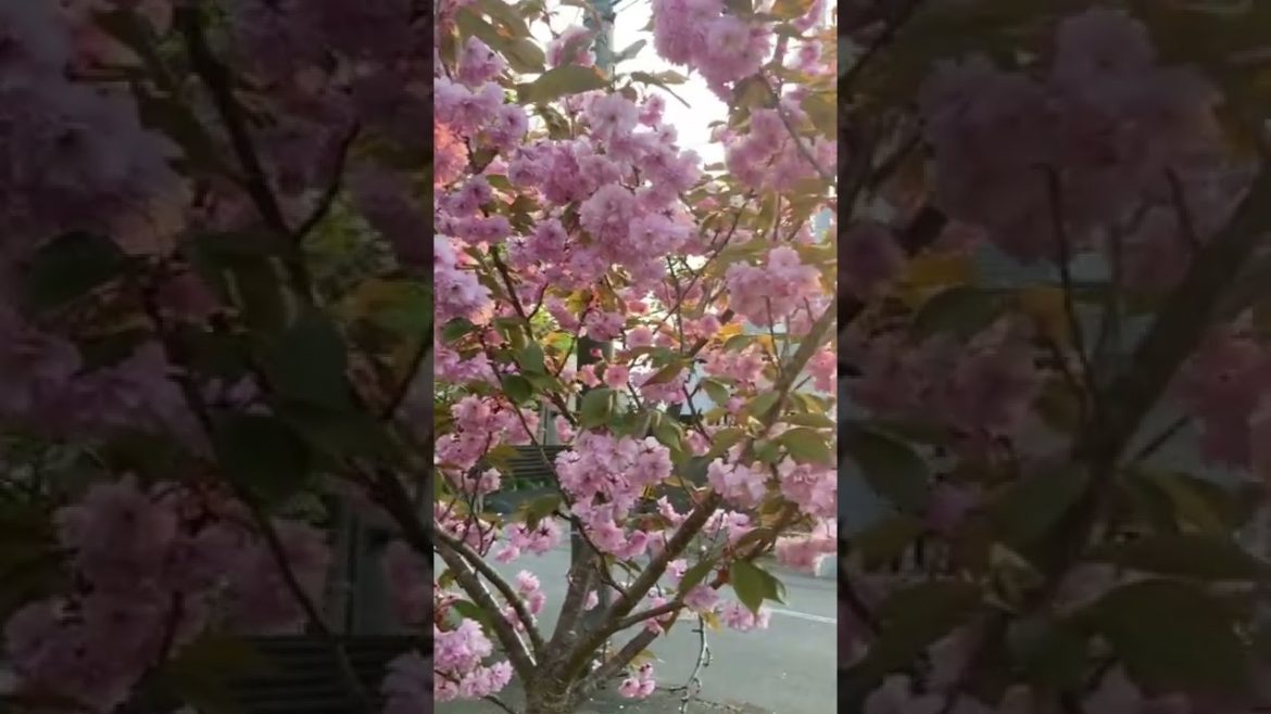 The beautiful cherry blossoms #Hokkaido#japan#indian in japan #shorts#ytshorts#travel The beautiful cherry blossoms #Hokkaido#japan#indian in japan #shorts#ytshorts#travel