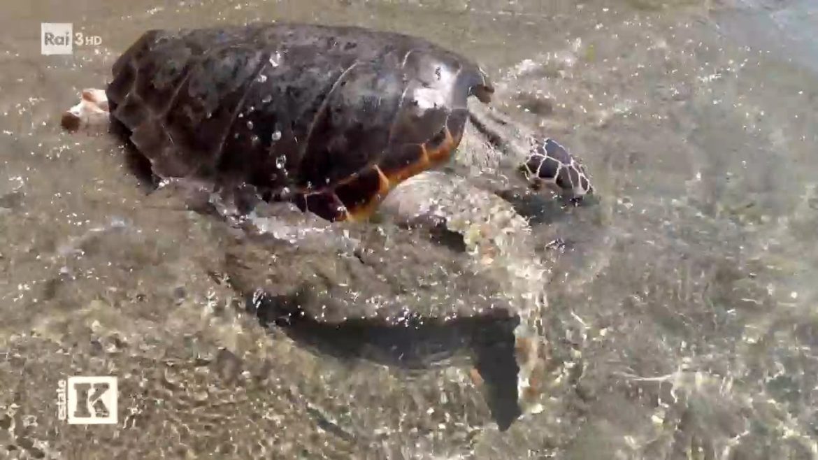 Consigli di viaggio: riserve naturali - Kilimangiaro Estate - 14/08/2022