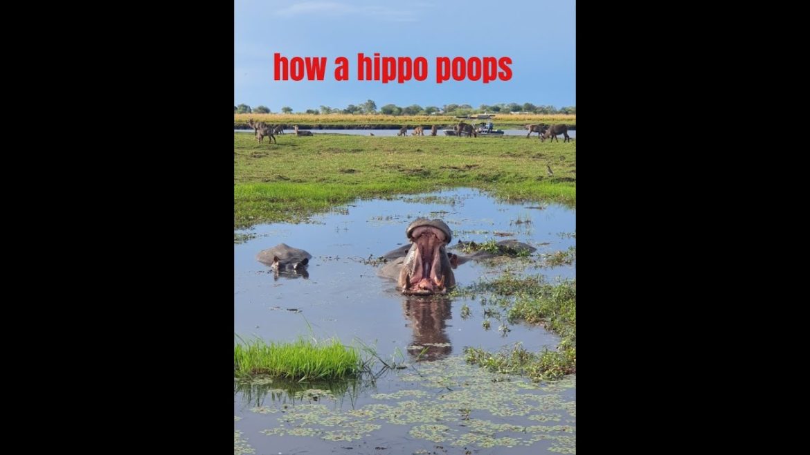 see the funny way a hippo poops