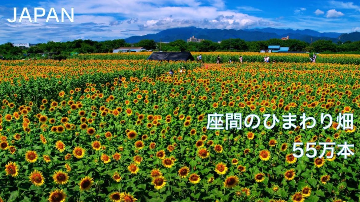 【座間のひまわり畑】圧巻の55万本のヒマワリ　向日葵の道を進む　ひまわり 関東 名所　JAPAN Travel for Flower：Sunflower Field