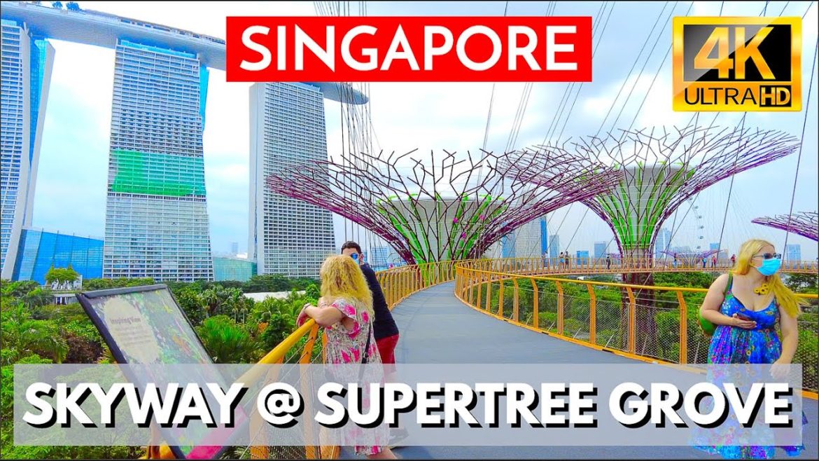 Spectacular Treetop Walk near Marina Bay Sands Singapore — You Can Do This Tour Yourself Too! Spectacular Treetop Walk near Marina Bay Sands Singapore — You Can Do This Tour Yourself Too!
