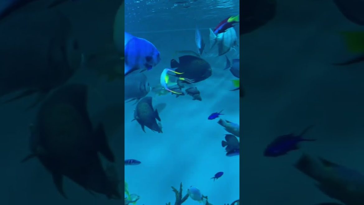 #Shorts #Having wonderful Day #TokyoSeaLifePark with Siblings 🥰🥰