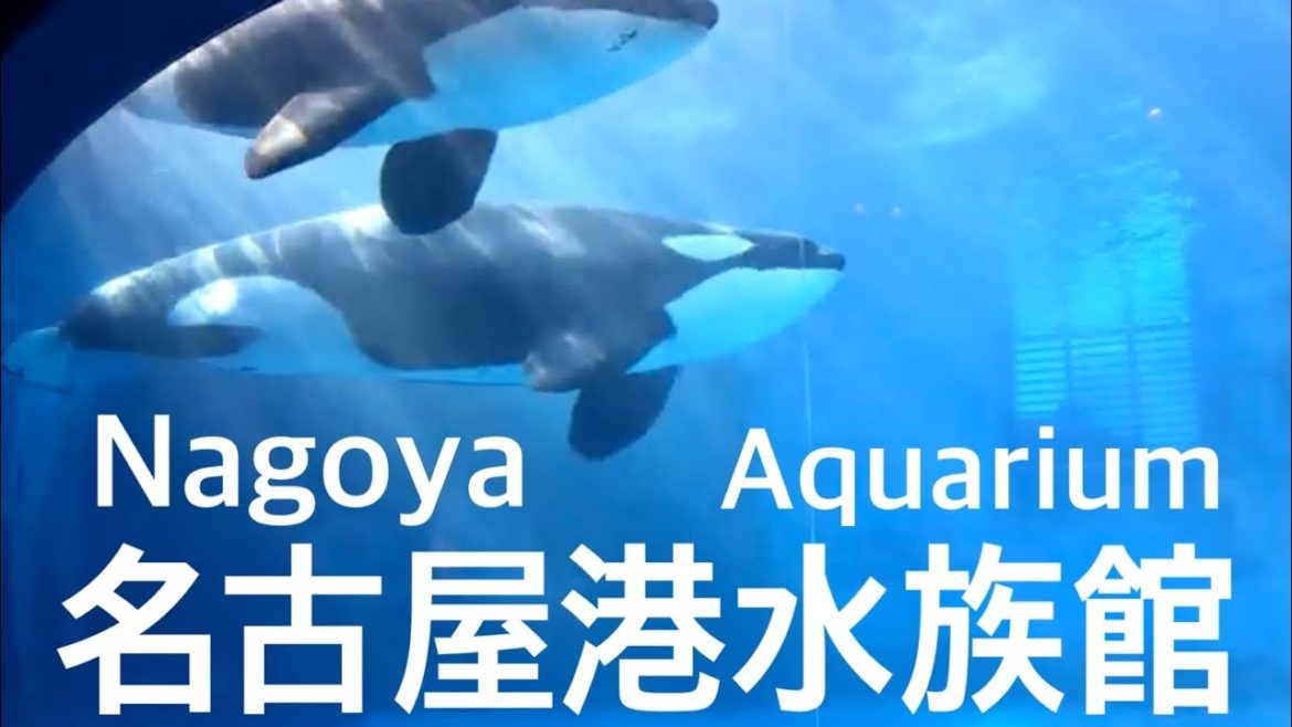 walk「名古屋港水族館 散歩」愛知 観光 旅行 イルカショー シャチ イワシ トルネード ナイトアクアリウム ペンギン アロワナ クラゲ ウミガメ ベルーガ クマノミ チンアナゴ 深海魚 珊瑚 水槽 walk「名古屋港水族館 散歩」愛知 観光 旅行 イルカショー シャチ イワシ トルネード ナイトアクアリウム ペンギン アロワナ クラゲ ウミガメ ベルーガ クマノミ チンアナゴ 深海魚 珊瑚 水槽