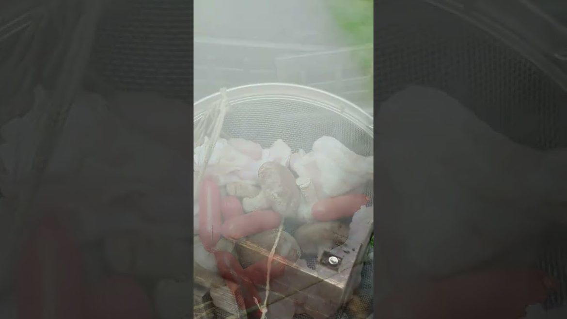 無料の地獄蒸し 料理【豊礼の湯】