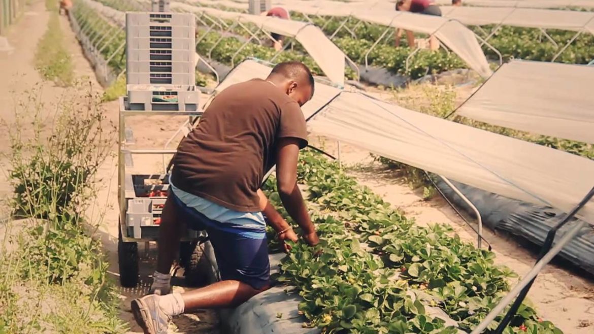 Strawberry picking in Australia (ramassage de fraises en Australie)