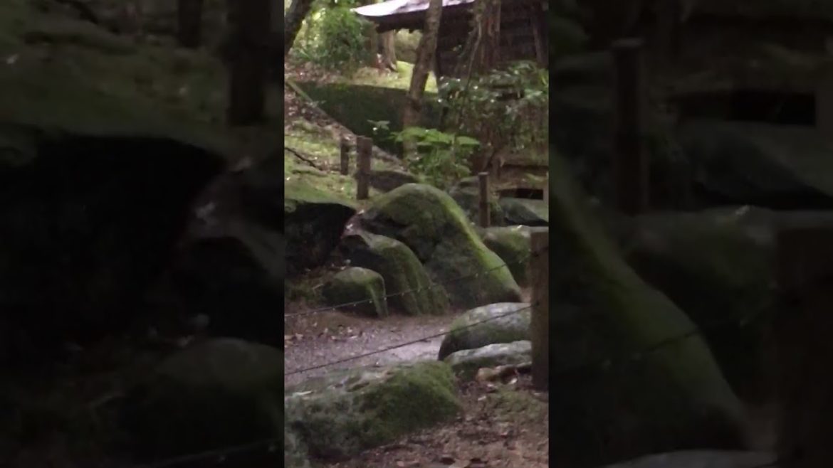 Touring Japan – Travelling in Japan – One Piece Tower, Japan Street Food, Tokyo Museum Touring Japan - Travelling in Japan - One Piece Tower, Japan Street Food, Tokyo Museum