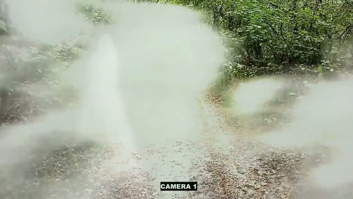 ЗЛО ВЫШЛО ИЗ ЛЕСА