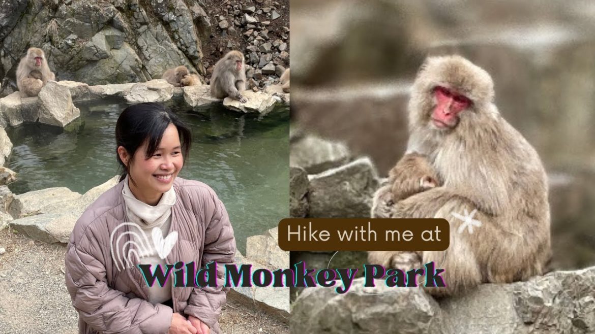 Easy Hike at Wild Monkey Park Nagano Japan|PinkSampaguita Easy Hike at Wild Monkey Park Nagano Japan|PinkSampaguita