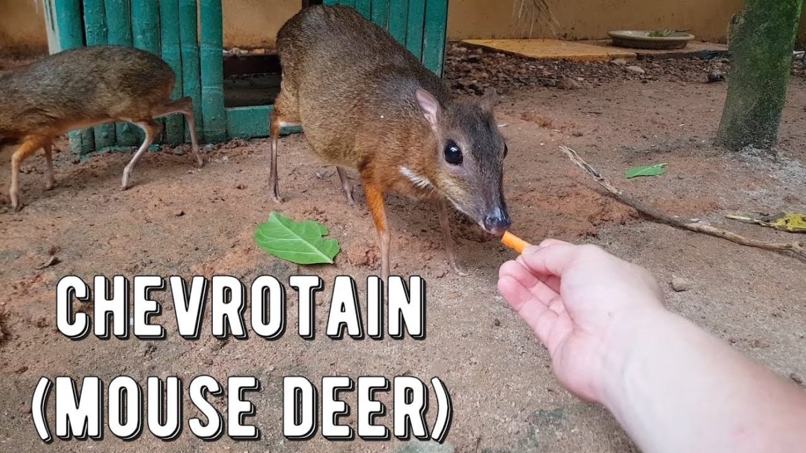 UNIQUE ANIMAL FEEDING Experience at Langkawi Wildlife Park