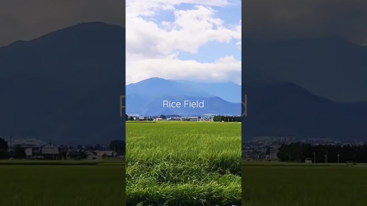 【RURAL JAPAN】The Rice Field | Sunny day with a Nice Breeze