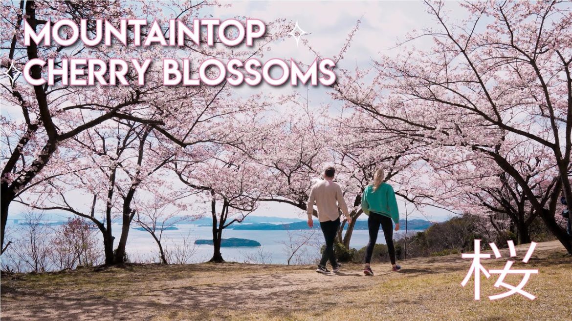 CHERRY BLOSSOM SEASON IN JAPAN 4K πΈ Stunning Spring Sakura Hike! | Okayama Prefecture CHERRY BLOSSOM SEASON IN JAPAN 4K πΈ Stunning Spring Sakura Hike! | Okayama Prefecture