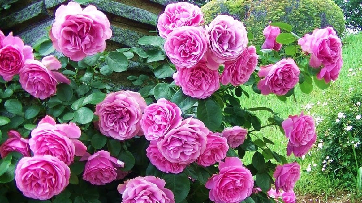 The rose garden of Ikuta ryokuchi,Japan 生田緑地 バラ苑 [Hull HD]