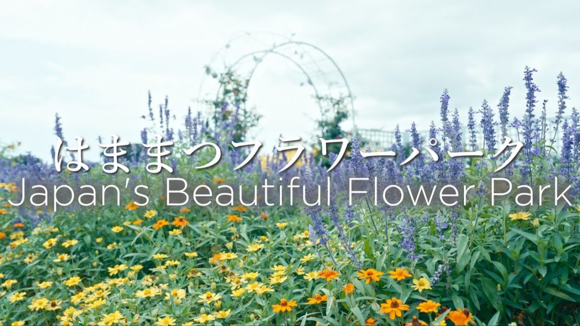 Lavender & Roses in Hamamatsu Flower Park｜Japan 4K