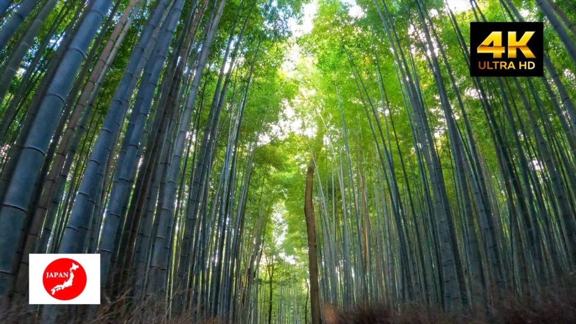 Travel around Japan 京都 観光!! 京都 嵐山の観光地”竹林の小径 とトロッコ嵐山駅”を散歩してきました! Travel around Japan 京都 観光!! 京都 嵐山の観光地”竹林の小径 とトロッコ嵐山駅”を散歩してきました!