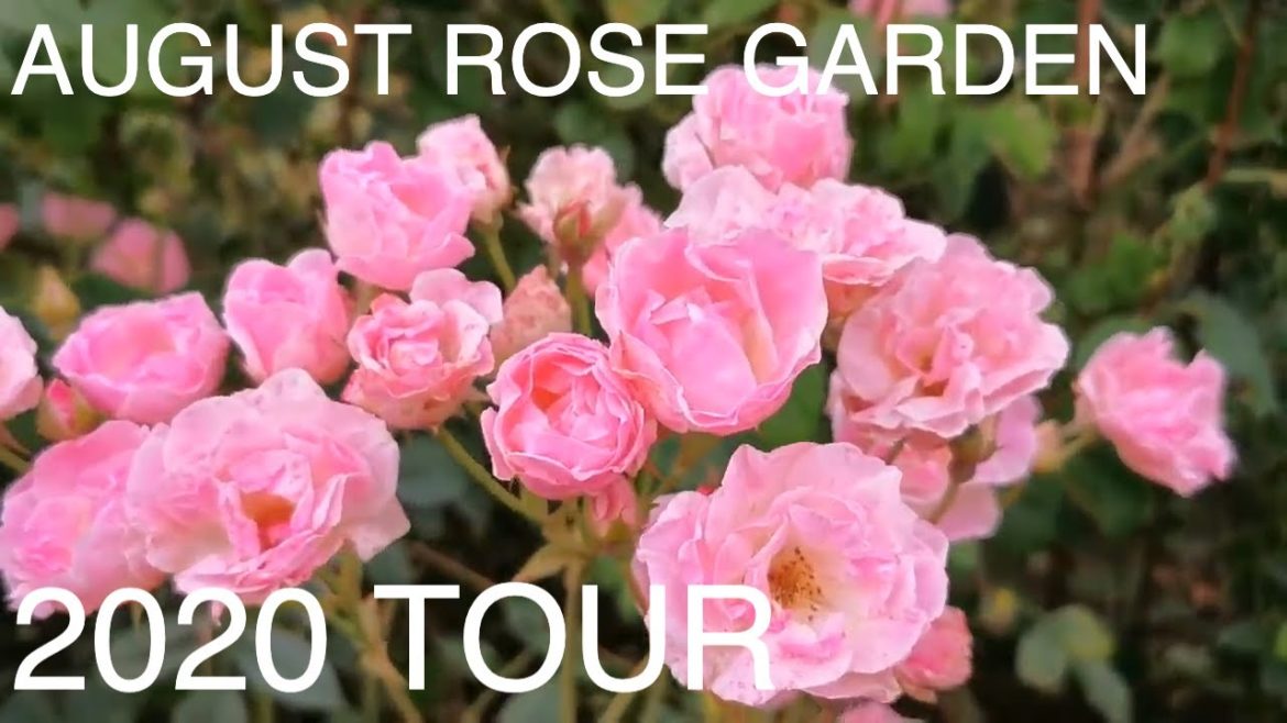 ENGLISH ROSE TOUR ~ Peter Beale's English Rose Garden Tour ENGLISH ROSE TOUR ~ Peter Beale's English Rose Garden Tour